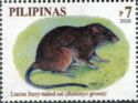Luzon Furry-tailed Rat (Batomys granti)